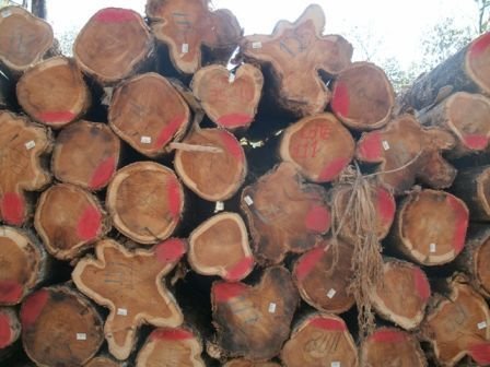 Brazilian Teak Wood Round Log 07