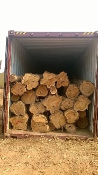 Brazilian Teak Wood Round Log 05