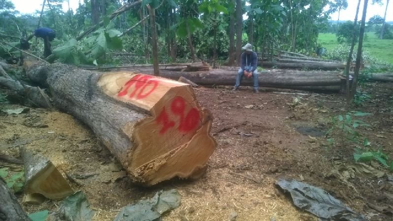 Brazilian Teak Wood Round Log 06