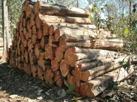 Brazilian Teak Wood Round Log 08