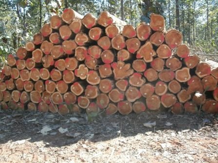 Brazilian Teak Wood Round Log 09
