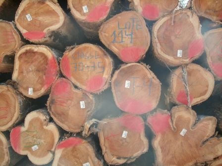 Brazilian Teak Wood Round Log 10