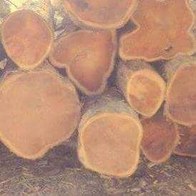 Colombia Teak Wood Round Log 01