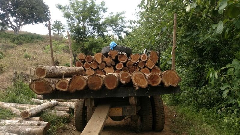 Colombia Teak Wood Round Log 02
