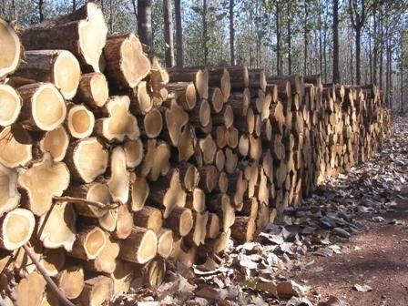 Colombia Teak Wood Round Log 04