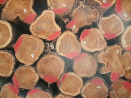 Colombia Teak Wood Round Log 05
