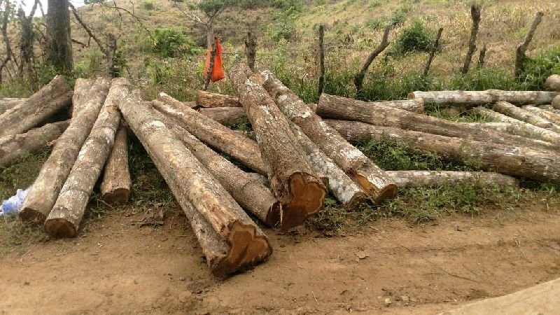 Colombia Teak Wood Round Log 03