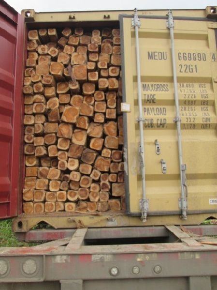 Ecuador Teak Wood Square Log 02