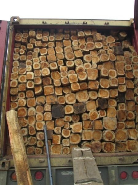 Ecuador Teak Wood Square Log 03