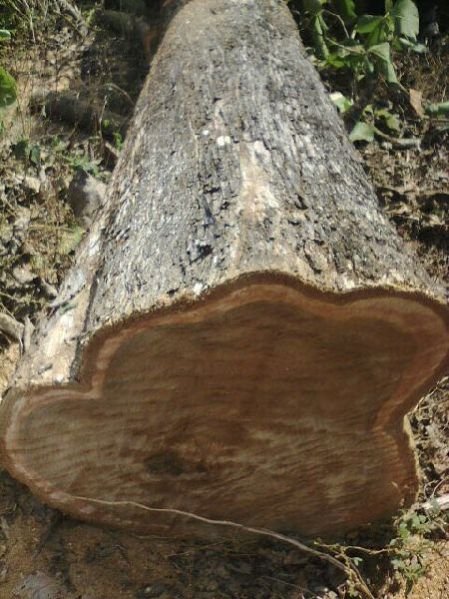 Ghana Teak Wood Round Log 01