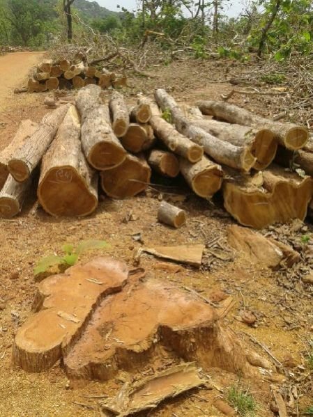 Ghana Teak Wood Round Log 02