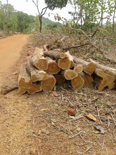 Ghana Teak Wood Round Log 03