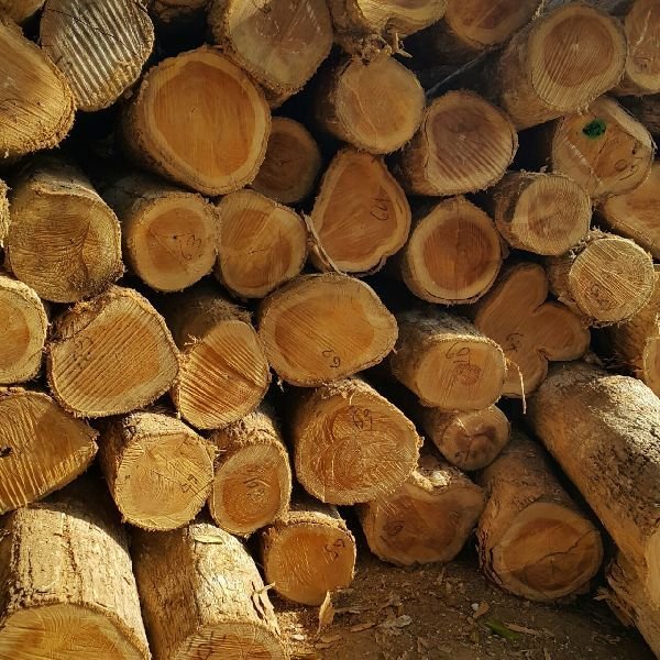 Ghana Teak Wood Round Log 04