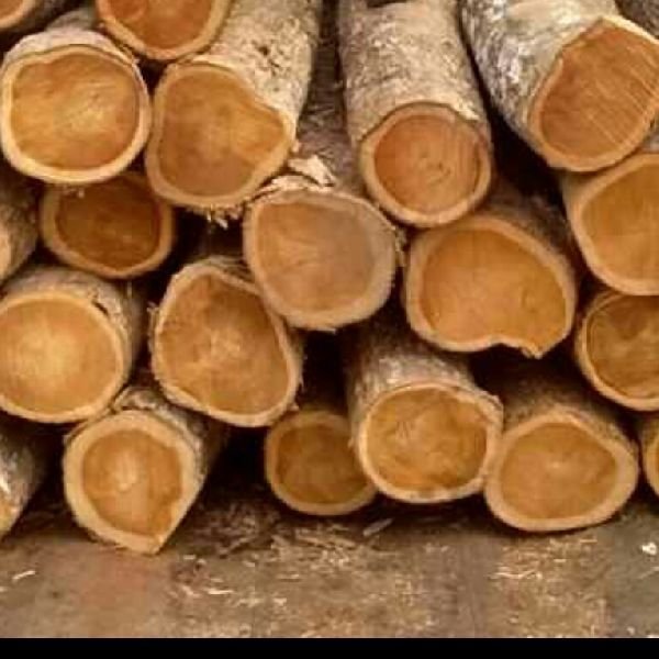 Ghana Teak Wood Round Log 05