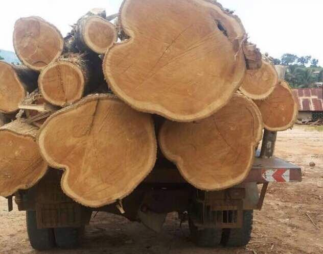 Ghana Teak Wood Round Log 06