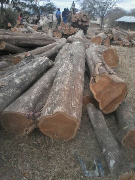 Ghana Teak Wood Round Log 07