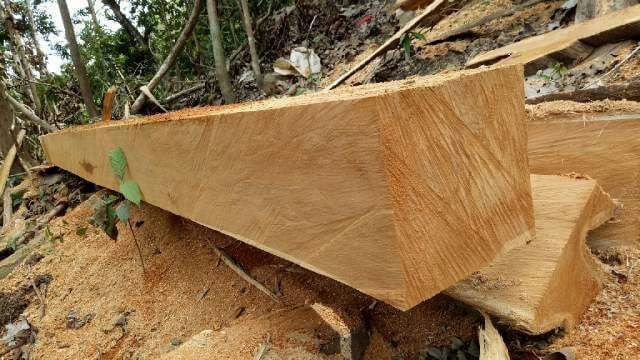 Indonesian Teak Wood Square Log 04