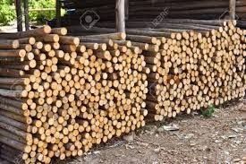 Eucalyptus Wood Logs 02