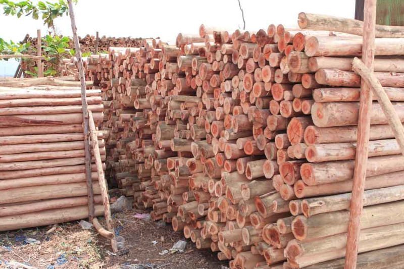 Eucalyptus Wood Logs 03