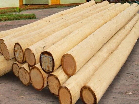 Eucalyptus Wood Logs 04