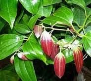 Fresh Cinnamon Leaf 01