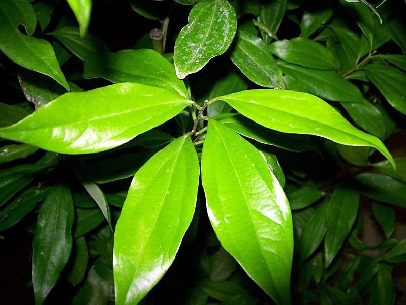 Fresh Cinnamon Leaf 02