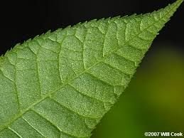 Fresh Nutmeg Leave 02