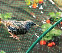 Anti Bird Net 01