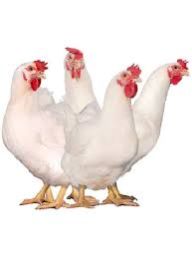 Live Broiler Chicken 03