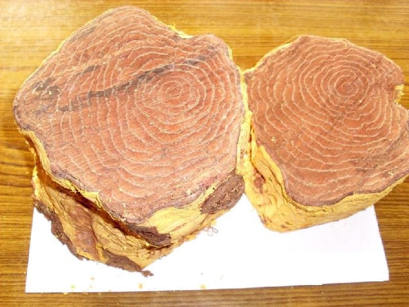 Salacia Oblonga/Reticulata Stems 01