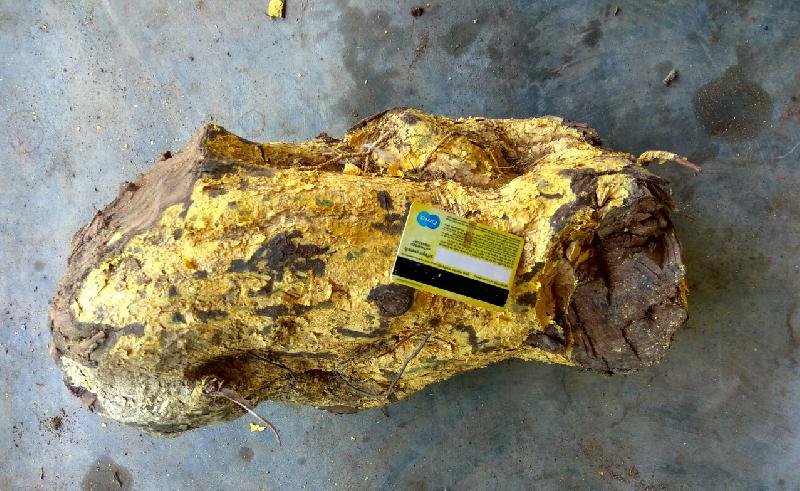 Salacia Oblonga/Reticulata Stems 02