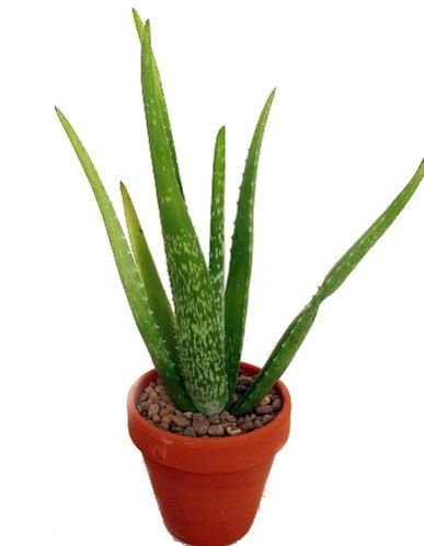 Aloe Vera Plant 01