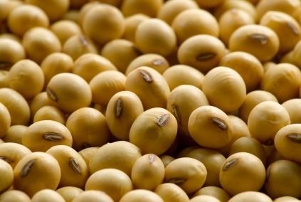 Soybean Seeds 02