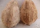 Semi Husked Coconut