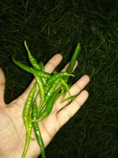 Fresh Green Chilli 02