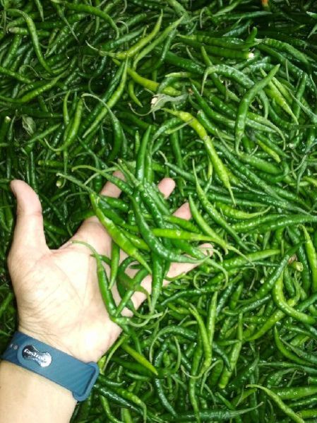Fresh Green Chilli 04