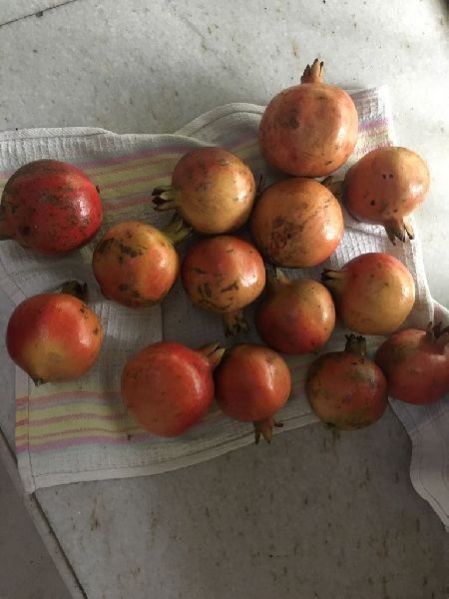 Organic Pomegranate 01