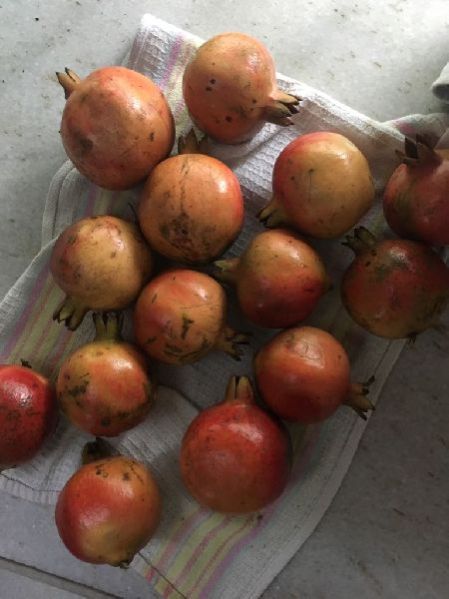 Organic Pomegranate 02