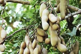 Tamarind Pods 01