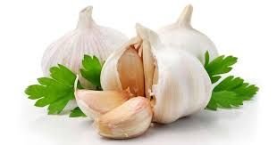 Fresh Garlic 02