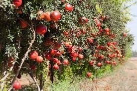Fresh Pomegranate (Cultivation)
