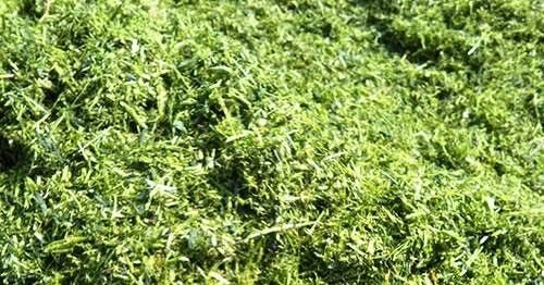 Green Alfalfa 02