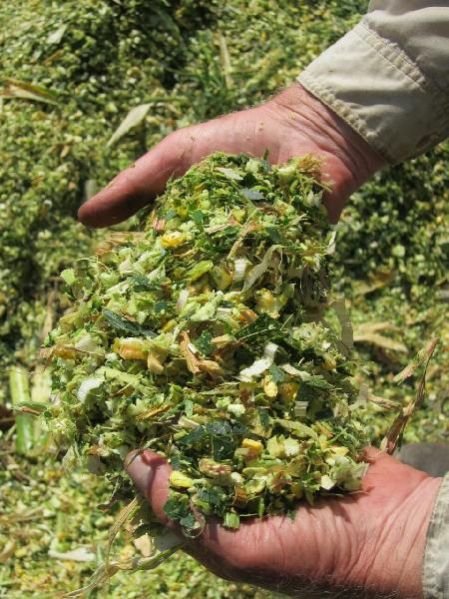 Green Maize Silage 01