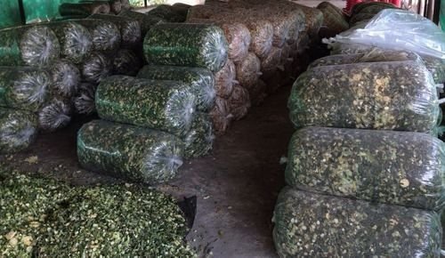 Green Maize Silage 02