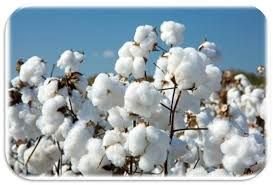 Raw Cotton