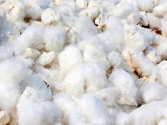 Raw Cotton Farming