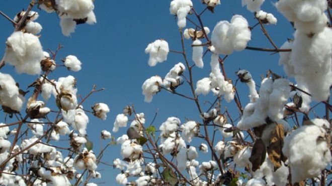Raw Cotton Genomics