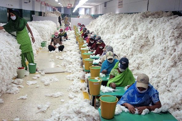 Raw Indian Cotton