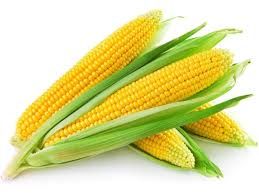 Yellow Corn 02