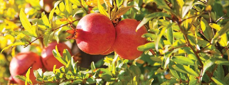 Fresh Pomegrannate  02